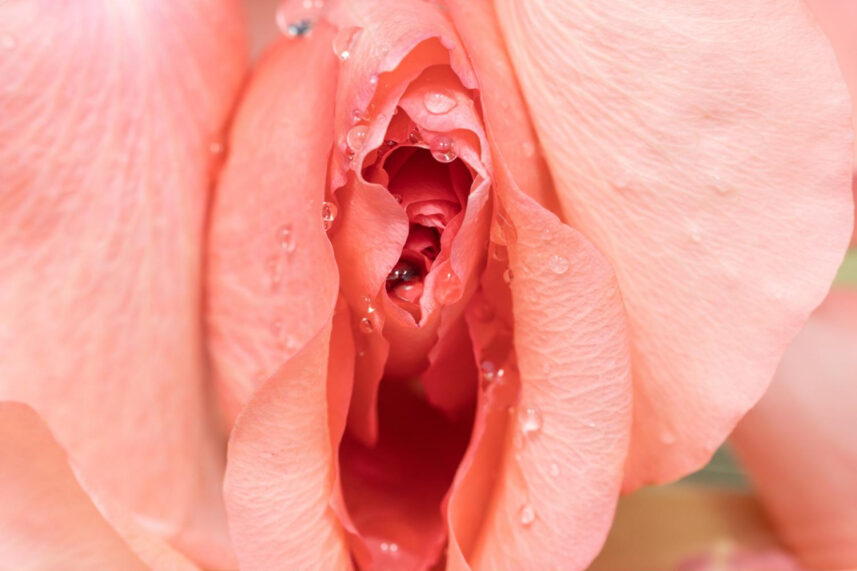 rose